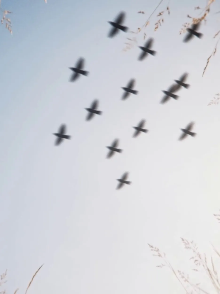A flock of birds crossing a pale sky, framed by wild grass